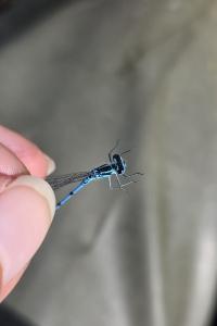 Agrion jouvencelle