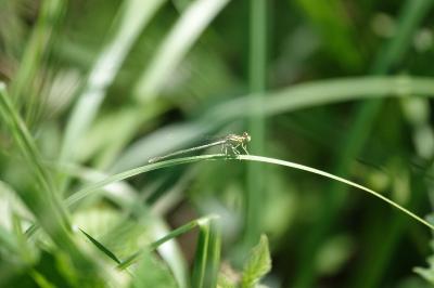 Agrion à larges pattes