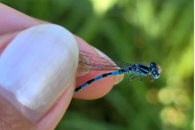 Agrion de Mercure