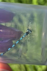 Agrion de Mercure