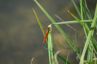 Crocothémis écarlate 