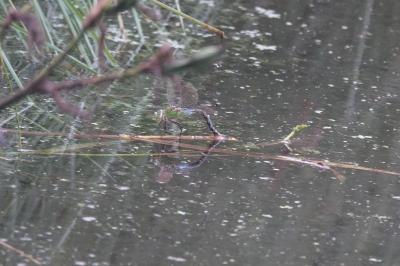 Anax empereur 