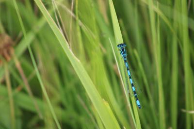 Agrion de Mercure