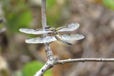 Libellule quadrimaculée 