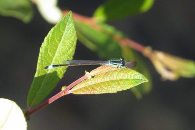 Agrion élégant