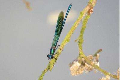 Caloptéryx éclatant