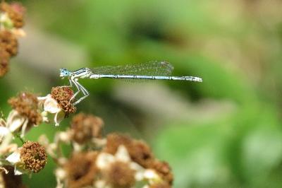 Agrion à larges pattes