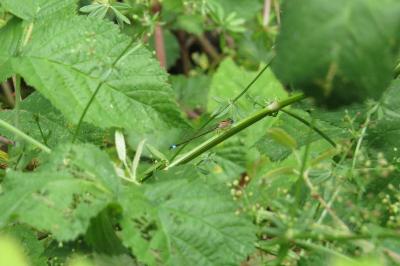 Agrion élégant