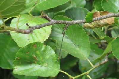Leste vert