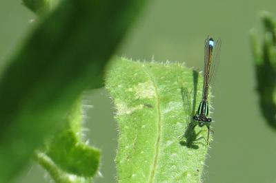 Agrion élégant