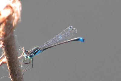 Agrion élégant