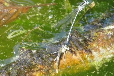 Agrion à larges pattes