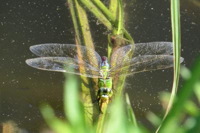 Anax empereur 