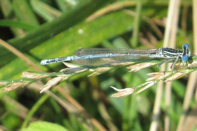 Agrion à larges pattes