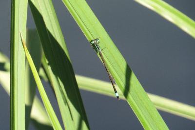 Agrion élégant