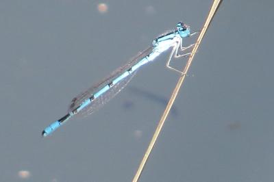 Agrion porte-coupe