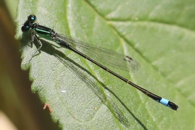 Agrion élégant