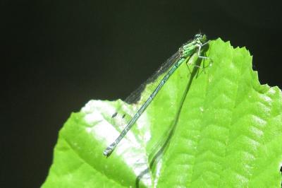 Agrion porte-coupe