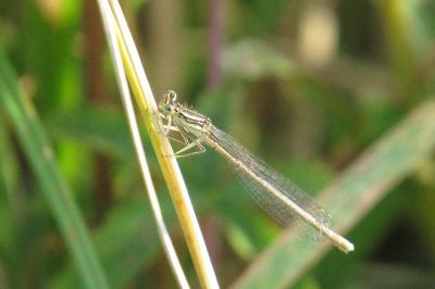 Agrion à larges pattes