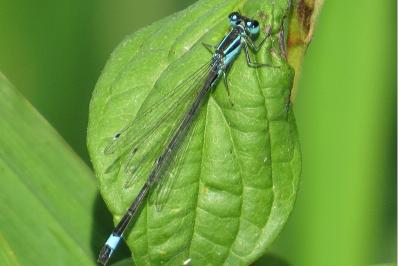 Agrion élégant