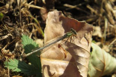 <i>Coenagrion</i>