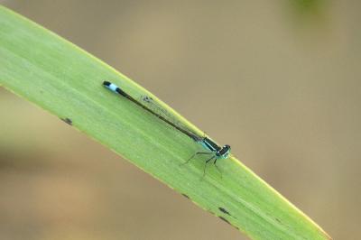 Agrion élégant