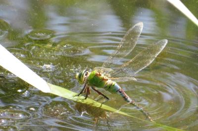 Anax empereur 