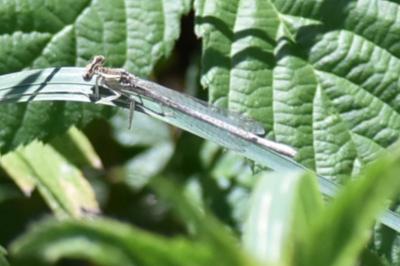 Agrion à larges pattes