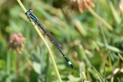 Agrion élégant