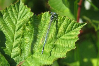 Agrion à larges pattes