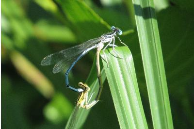 Agrion à larges pattes