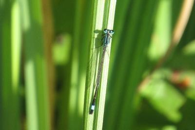 Agrion élégant