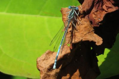 Agrion à larges pattes