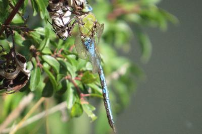 Anax empereur 