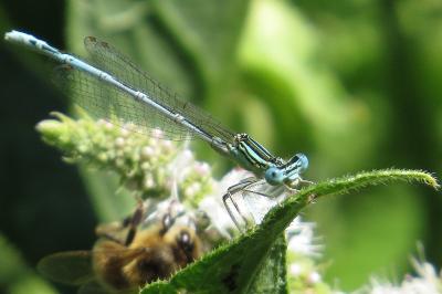 Agrion à larges pattes