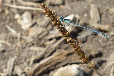 Agrion à larges pattes