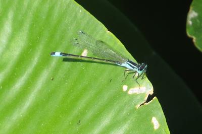 Agrion élégant