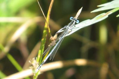 Agrion à larges pattes
