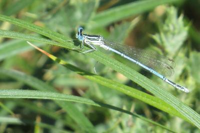 Agrion à larges pattes