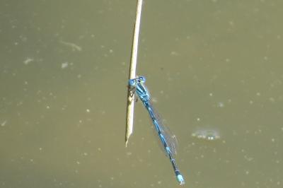 Agrion de Vander Linden