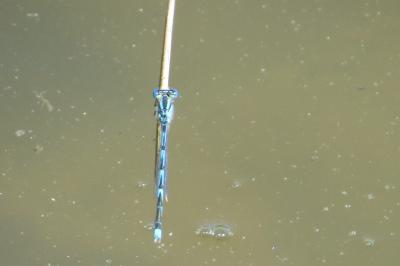 Agrion de Vander Linden