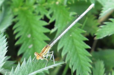 Agrion à larges pattes