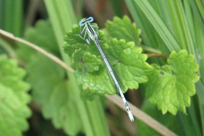 Agrion à larges pattes