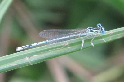 Agrion à larges pattes