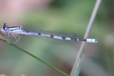 Agrion porte-coupe