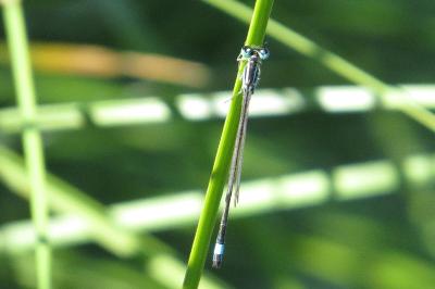 Agrion élégant