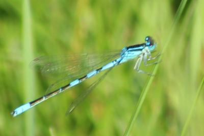 Agrion de Vander Linden