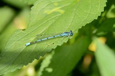 Agrion jouvencelle