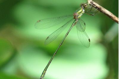 Leste vert