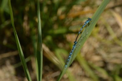Agrion mignon 